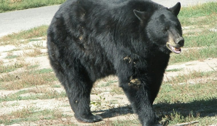 Black Bear Roams Fairfax County Yard, Digs Through Trash Cans