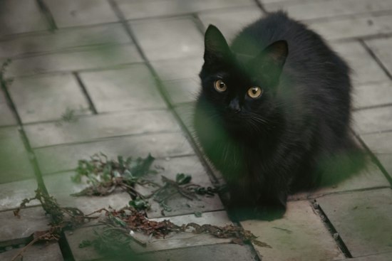 Black Cat Bash Brings Jackson Galaxy to Calistoga