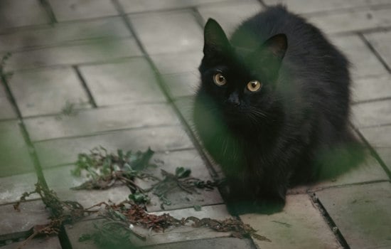 Black Cat Bash Brings Jackson Galaxy to Calistoga