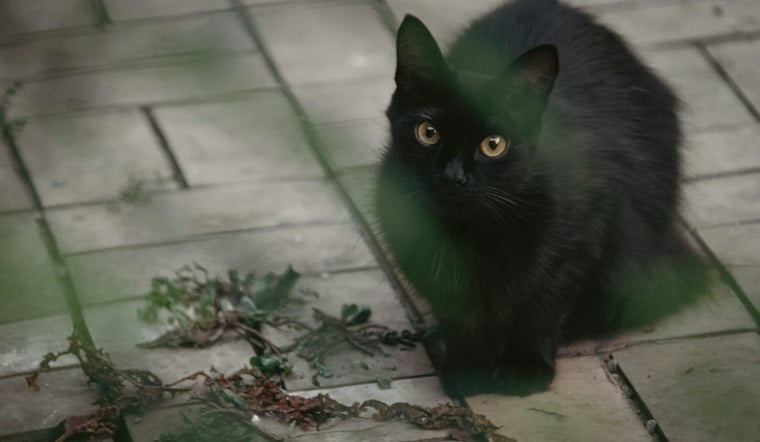 Black Cat Bash Brings Jackson Galaxy to Calistoga