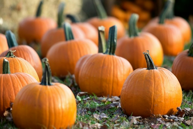 Bloomfield Hills Farm Trades Pumpkins and Pony Rides for a 93-Acre County Makeover