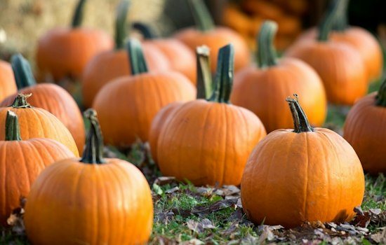 Bloomfield Hills Farm Trades Pumpkins and Pony Rides for a 93-Acre County Makeover