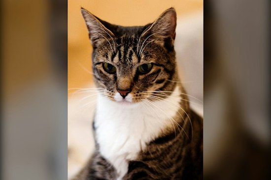 Bowmanville Cat Tour Draws 300 Costumed Fans And Their Felines