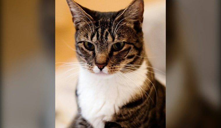 Bowmanville Cat Tour Draws 300 Costumed Fans And Their Felines
