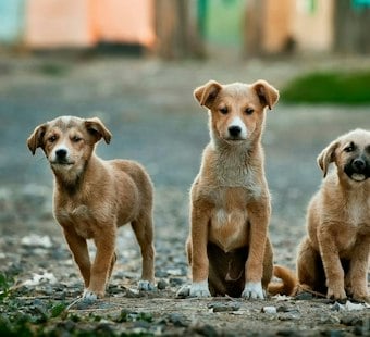Breckenridge DUI Stop Near Boreas Pass Uncovers Van Packed With 12 Dogs