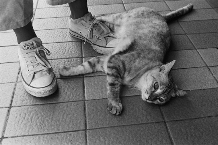 Bridge City Teen, 14, Investigated After Video Shows Cat Stomped and Killed