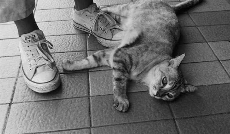 Bridge City Teen, 14, Investigated After Video Shows Cat Stomped and Killed