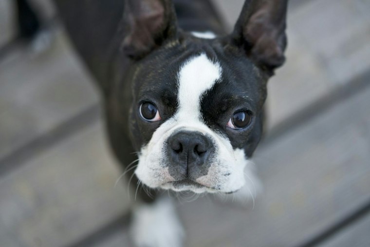 Brockton Family Begs for Help After Bicycle Thief Snatches French Bulldog Puppy