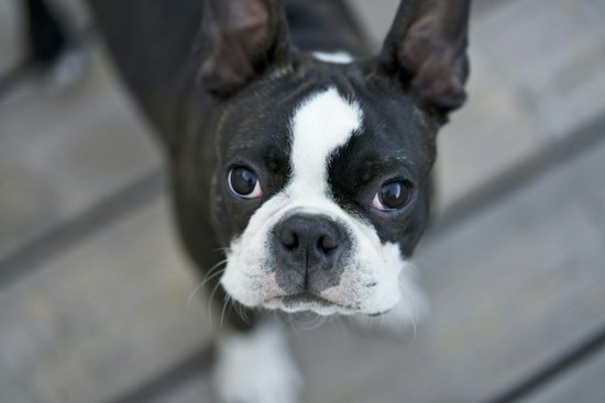 Brockton Family Begs for Help After Bicycle Thief Snatches French Bulldog Puppy