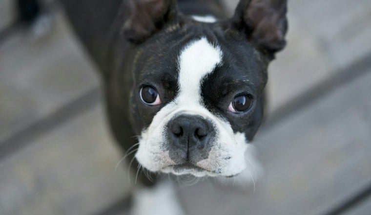 Brockton Family Begs for Help After Bicycle Thief Snatches French Bulldog Puppy