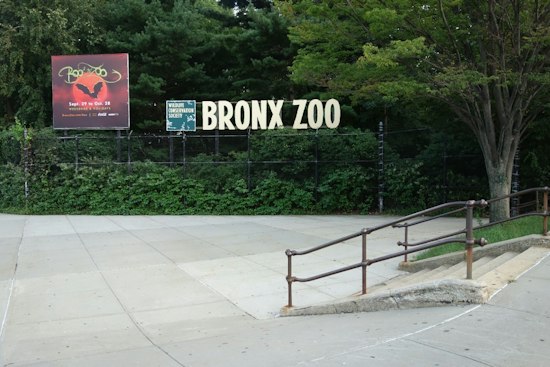 Bronx Zoo Replants Chestnut Trees 122 Years After Blight Was Found There