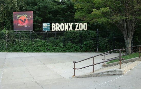 Bronx Zoo Replants Chestnut Trees 122 Years After Blight Was Found There