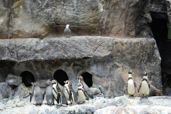 Brookfield Zoo's Lone 2026 Penguin Chick Robin Joins the Colony, Pokes and All