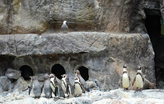 Brookfield Zoo's Lone 2026 Penguin Chick Robin Joins the Colony, Pokes and All