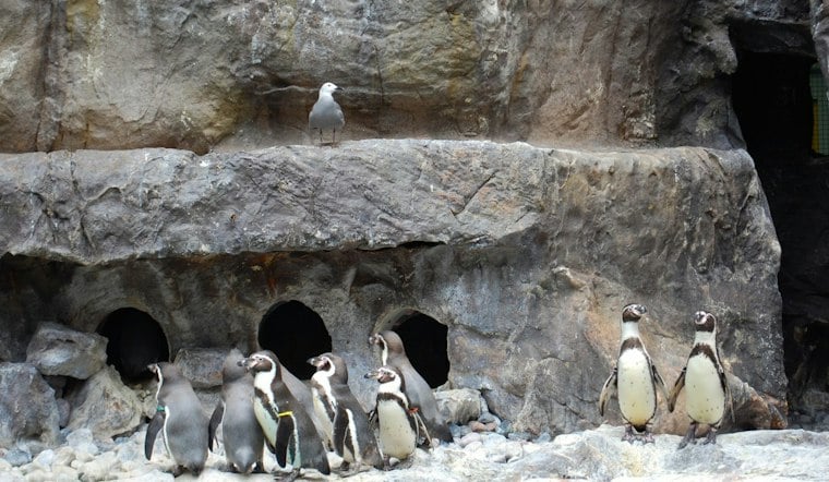 Brookfield Zoo's Lone 2026 Penguin Chick Robin Joins the Colony, Pokes and All