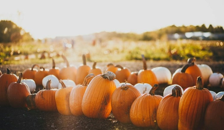 Buckhead's Peachtree Road Farmers Market Turns Into a 70-Vendor Pumpkin Patch This Saturday
