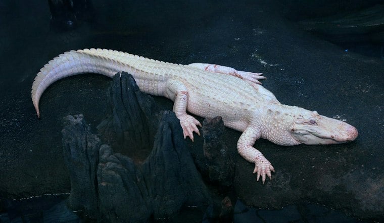 Cal Academy Honors Claude the Alligator With Día de los Muertos Alebrije
