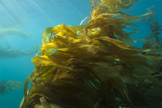 California Approves Two Chumash-Led Marine Conservation Areas