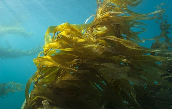 California Approves Two Chumash-Led Marine Conservation Areas