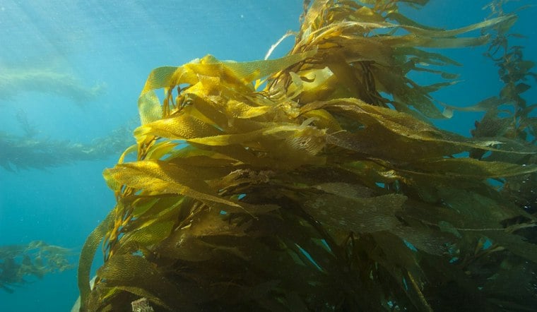 California Approves Two Chumash-Led Marine Conservation Areas