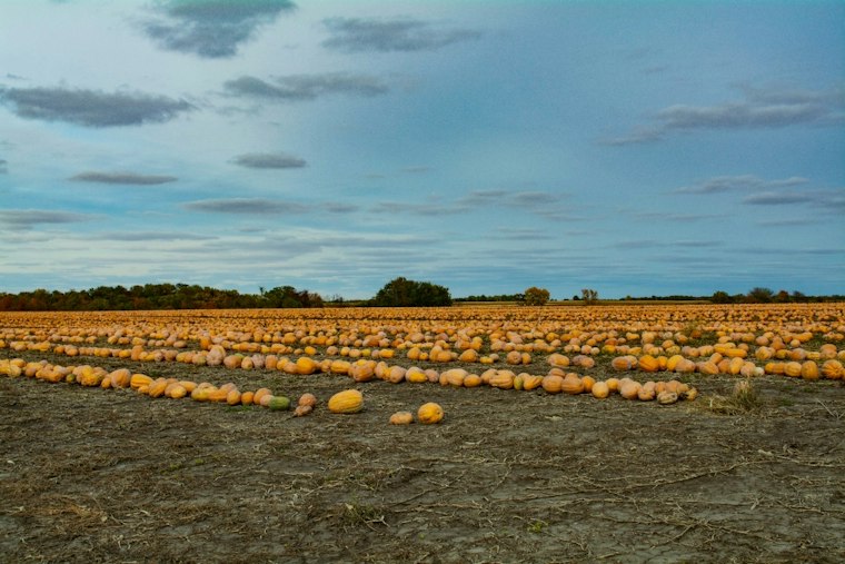 Capron Farm Loses Nearly 200 Pumpkins to Thieves Days Before Family Stroll