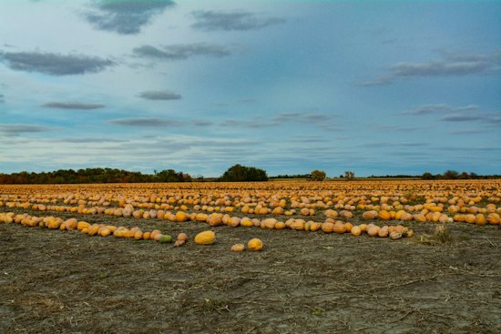 Capron Farm Loses Nearly 200 Pumpkins to Thieves Days Before Family Stroll