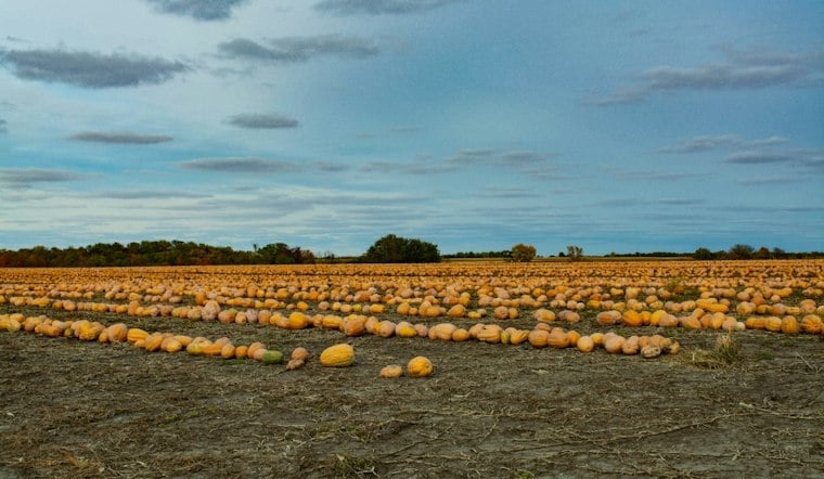 Capron Farm Loses Nearly 200 Pumpkins to Thieves Days Before Family Stroll