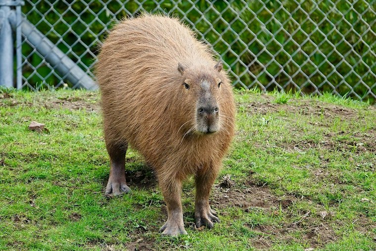 Capybaras Return to San Francisco Zoo After Decade Away, Swim Right Into New Pond
