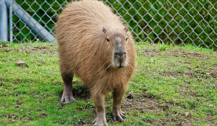 Capybaras Return to San Francisco Zoo After Decade Away, Swim Right Into New Pond