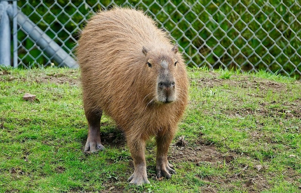 Capybaras Return to San Francisco Zoo After Decade Away, Swim Right Into New Pond