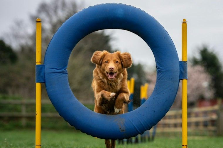Cedar Hill's Legacy Dog Park Project Breaks Ground