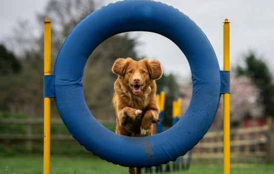 Cedar Hill's Legacy Dog Park Project Breaks Ground
