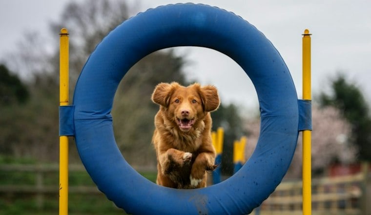 Cedar Hill's Legacy Dog Park Project Breaks Ground