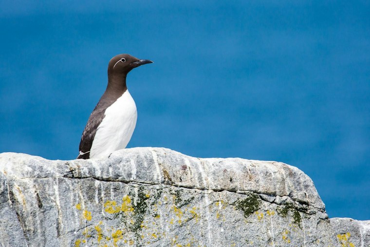 Central Coast Clinic Sees Record 867 Starving Seabirds Wash In Since September