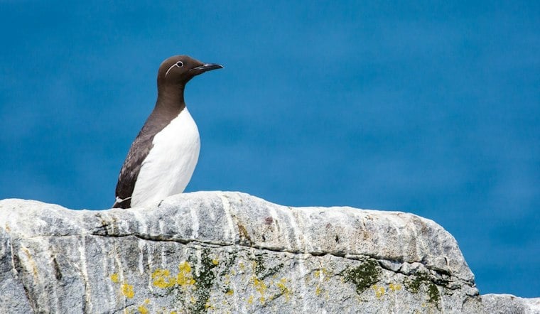 Central Coast Clinic Sees Record 867 Starving Seabirds Wash In Since September