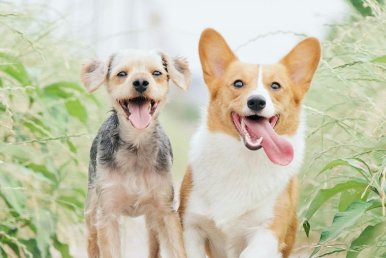 Charlotte Corgi Club Rallies 150 Stubby-Legged Racers for Helene Relief
