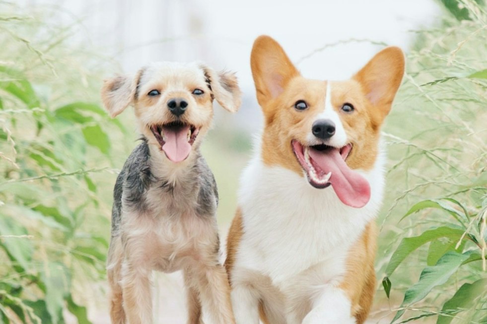 Charlotte Corgi Club Rallies 150 Stubby-Legged Racers for Helene Relief