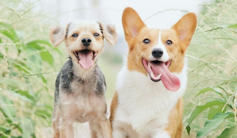 Charlotte Corgi Club Rallies 150 Stubby-Legged Racers for Helene Relief