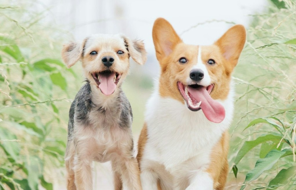 Charlotte Corgi Club Rallies 150 Stubby-Legged Racers for Helene Relief