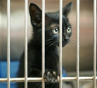 Chesapeake Man Hurt Feeding Feral Cat That Tested Positive for Rabies