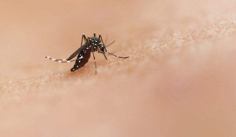 Citrus County Confirms Two Locally Acquired Dengue Cases as Mosquito Control Efforts Expand