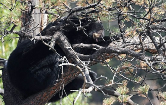 Clear Creek County Man Kicks Off Charging Bear in Colorado's 12th Attack of 2026