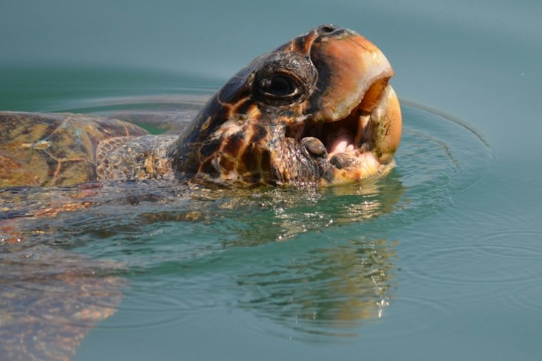 Coast Guard Frees Loggerhead Tangled in Crab Line Off Venice Inlet