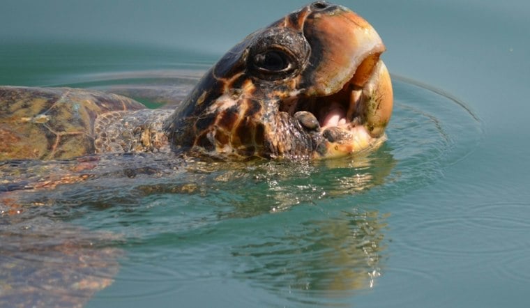 Coast Guard Frees Loggerhead Tangled in Crab Line Off Venice Inlet