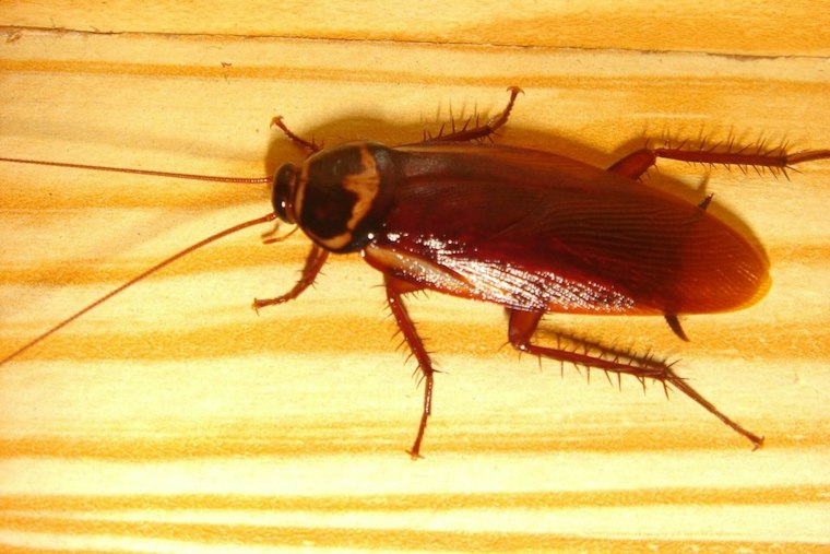 Cockroach Box Hurled at Toledo Library Worker Shuts Down Kent Branch