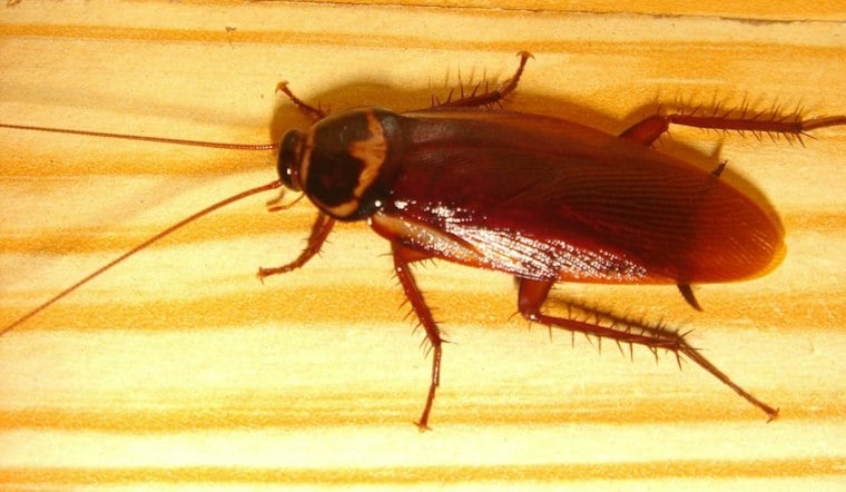 Cockroach Box Hurled at Toledo Library Worker Shuts Down Kent Branch