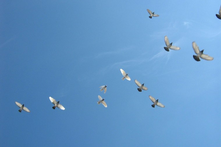 Cold Front Could Send 480 Million Birds Into Flight Nationwide Friday Night