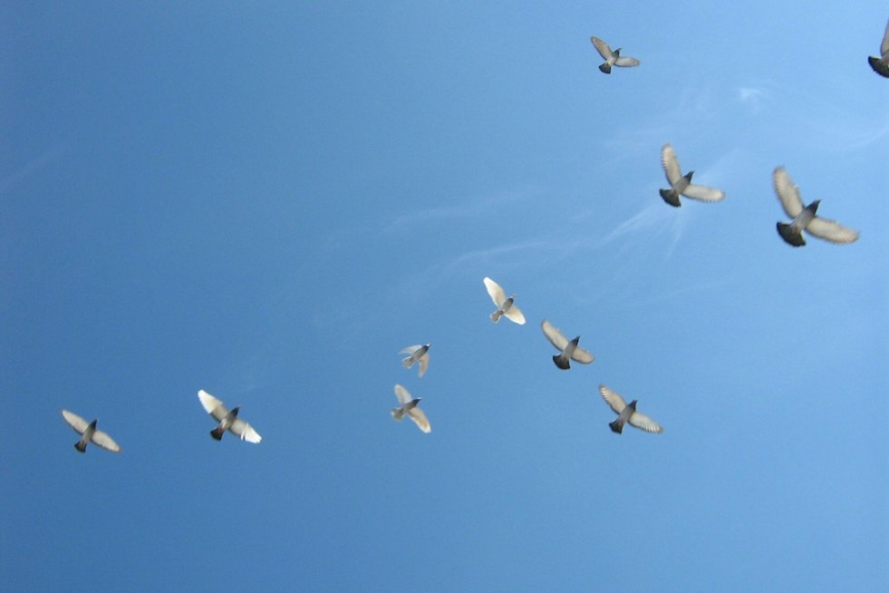 Cold Front Could Send 480 Million Birds Into Flight Nationwide Friday Night