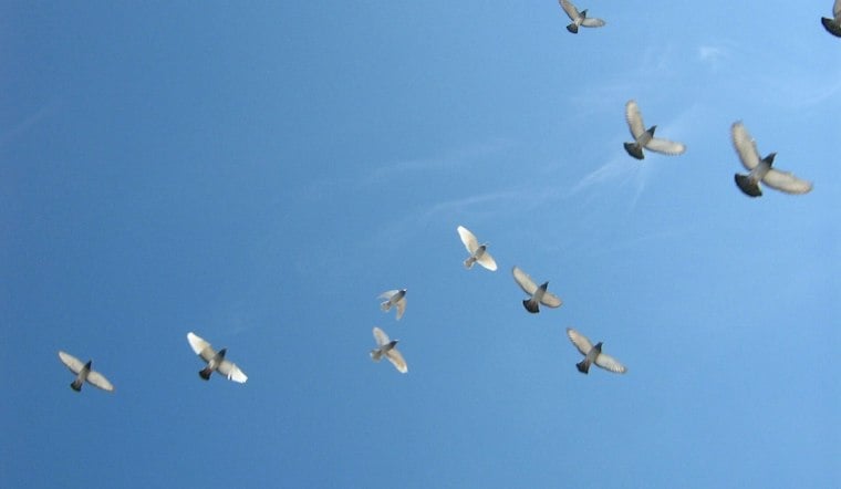 Cold Front Could Send 480 Million Birds Into Flight Nationwide Friday Night