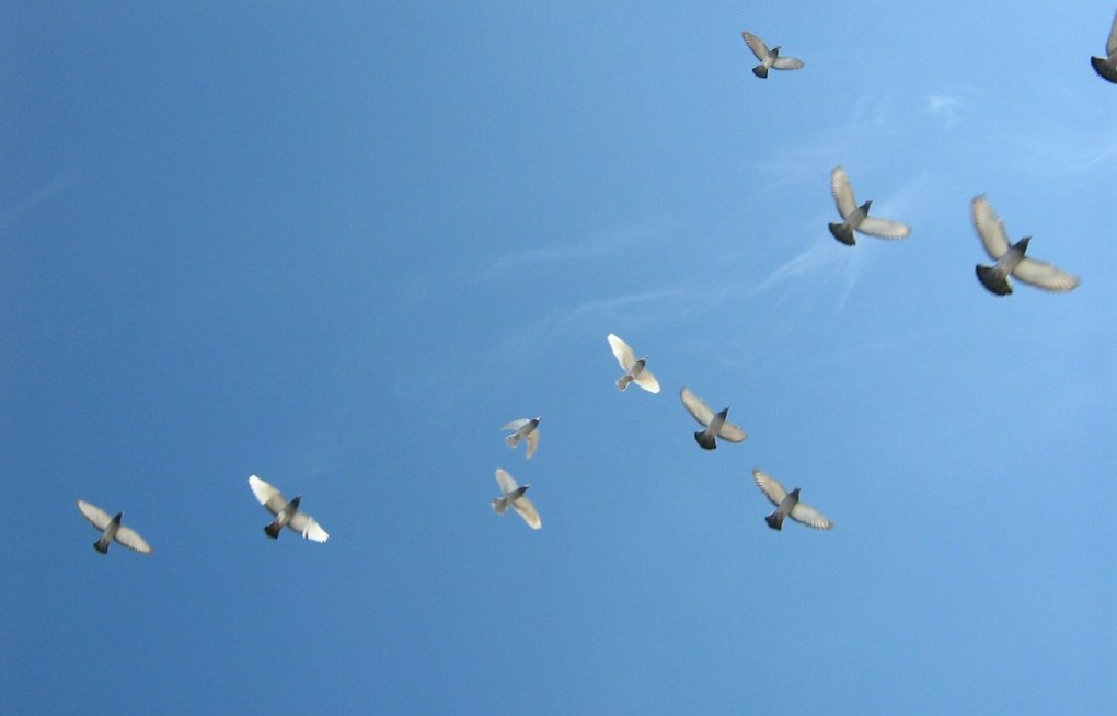 Cold Front Could Send 480 Million Birds Into Flight Nationwide Friday Night